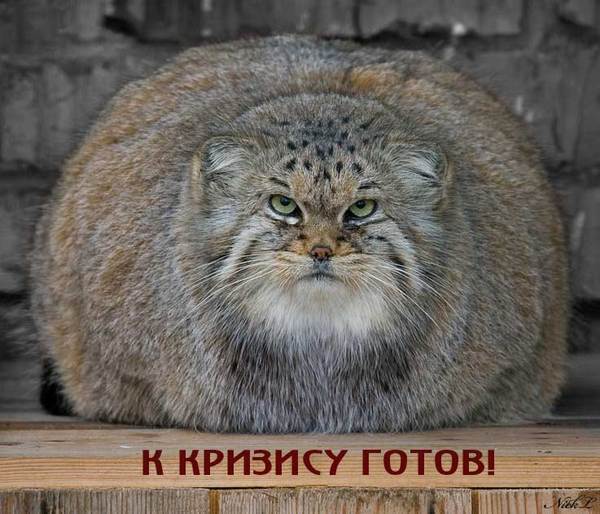 Владимир Яшкин