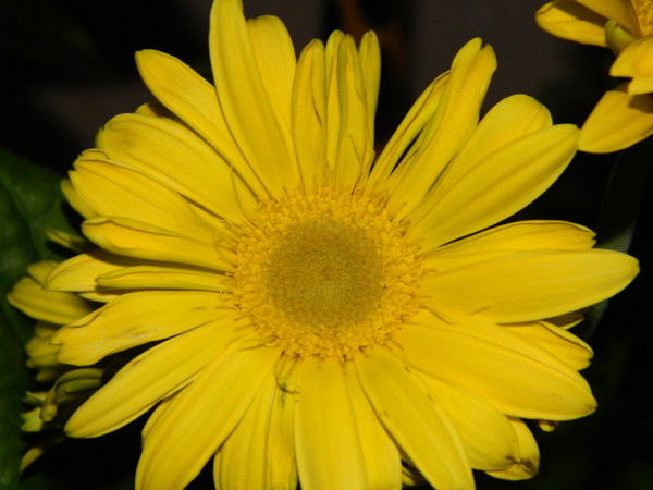 Кашкарова Татьяна