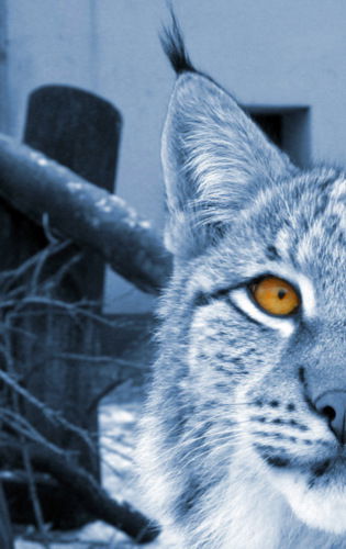 Оксана Маринина