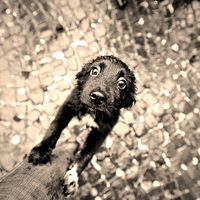 Максим Чупров