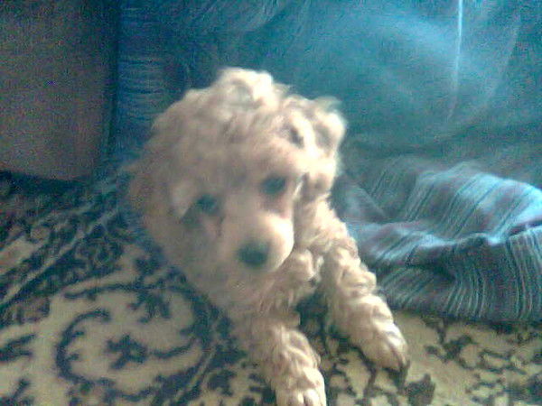 Пол Венский