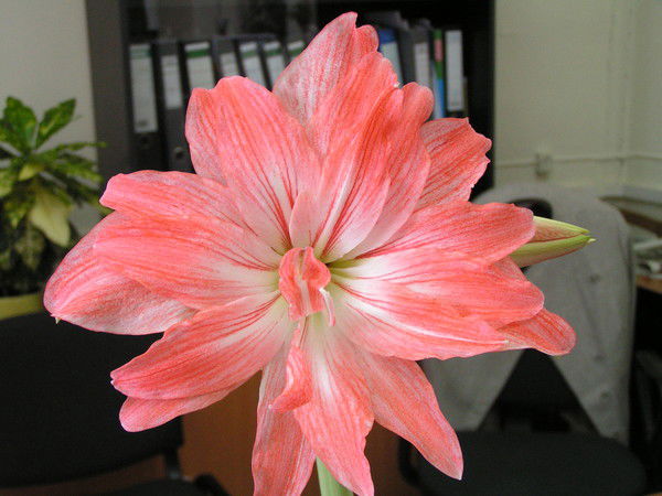 Оксана Шумская