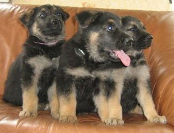 Георгий Тамбовцев