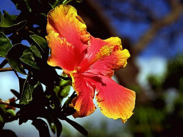 Мариет Цеева