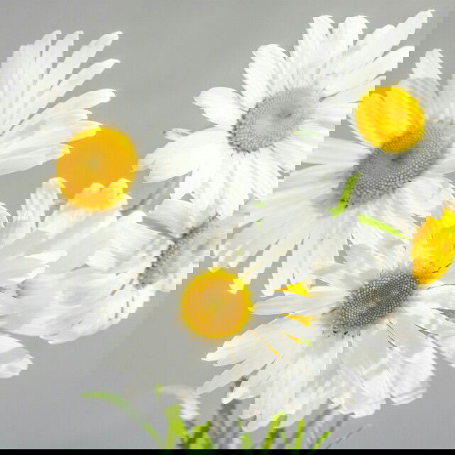 Асем Аааааа