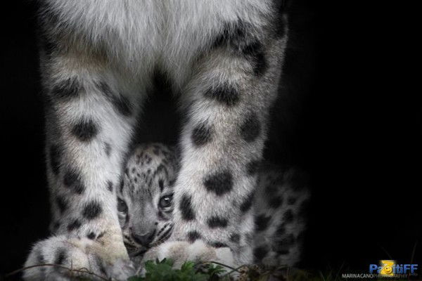 Аня Савченко