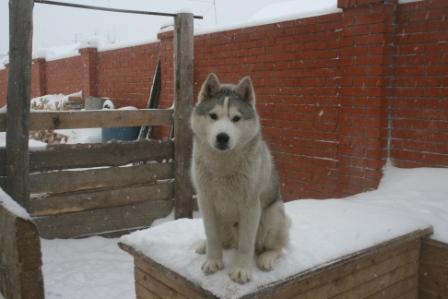 Андрей Калашников
