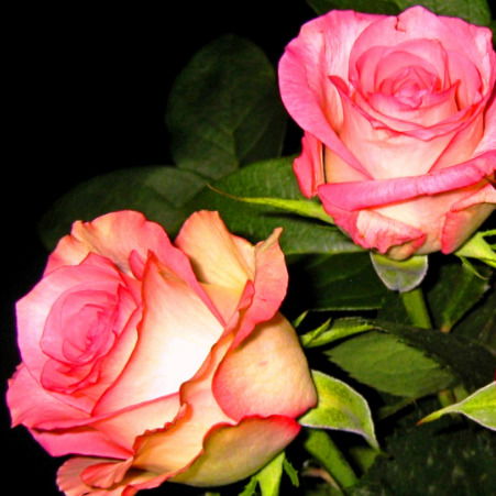 Айгуль Илгельдина