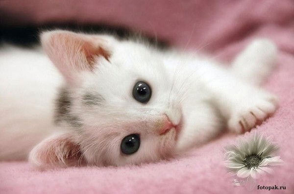 Дарья Проскурякова