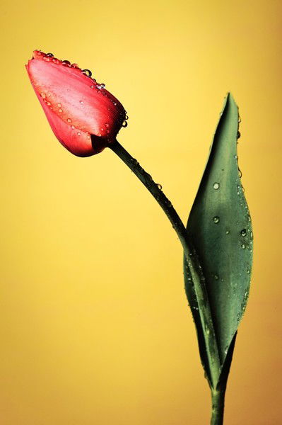 Шаирбек Нурдинов