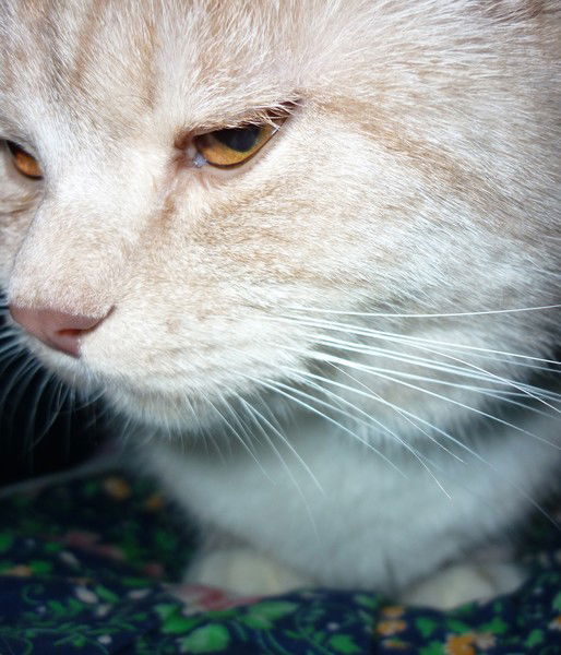 Варя Демьянова