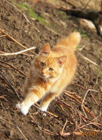 Наталия Гринько