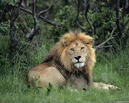 Наталья Альжанова