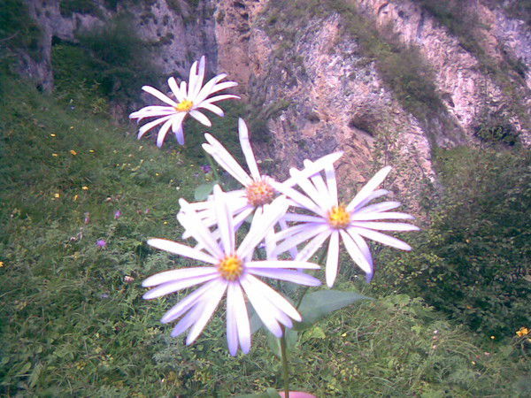 Роберт Магомедов