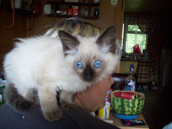 Юлия Долгополова