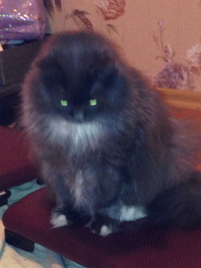 Ольга Волкова