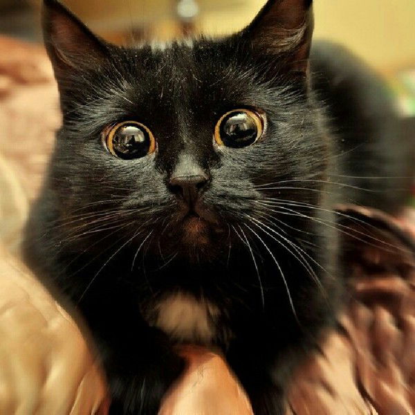 Мирослав Лашин