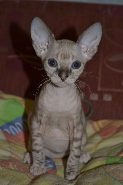 Наталья Кузнецова