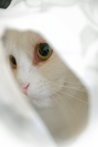 Гоша Синявский