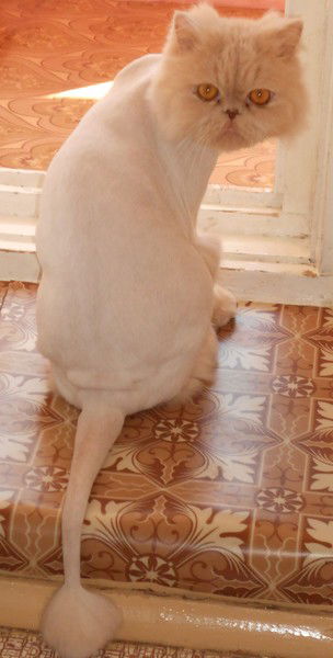 Екатерина Котова