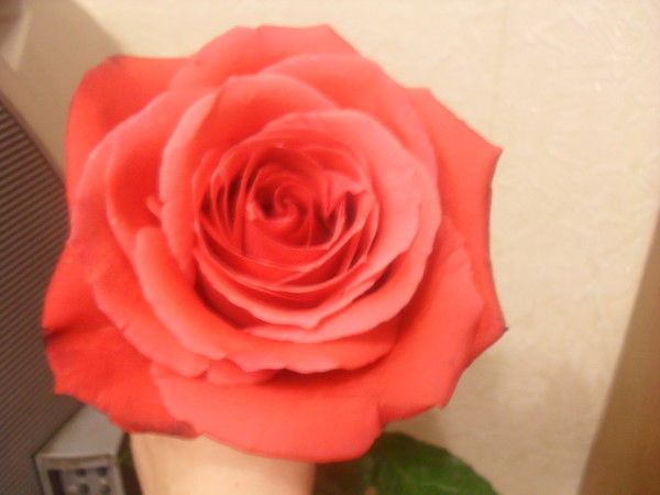 Наталья Кулакова