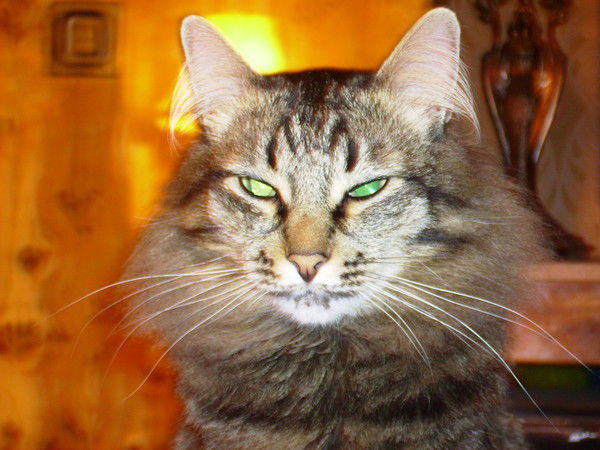 Юрий Самсонов