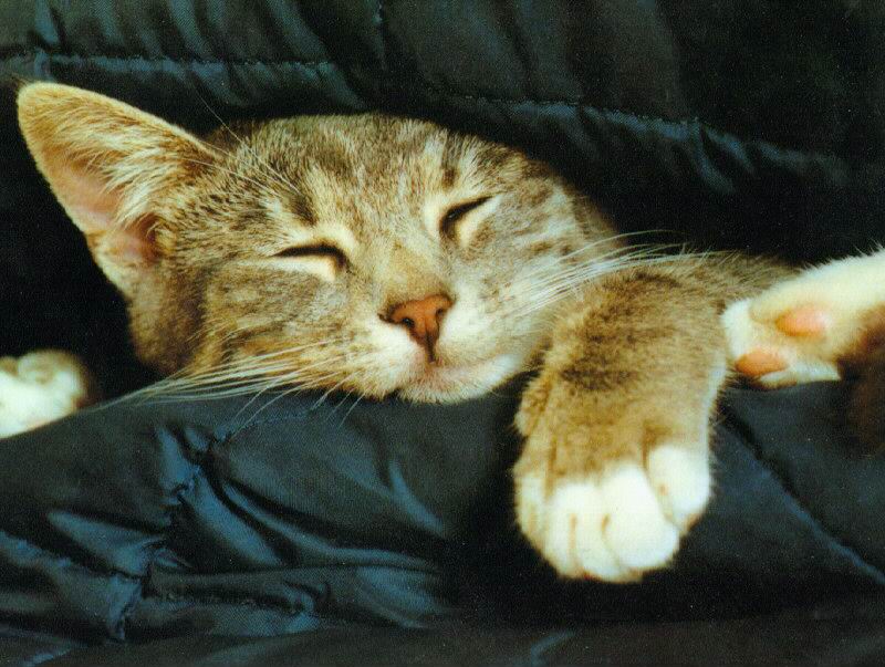 Александра Бредихина