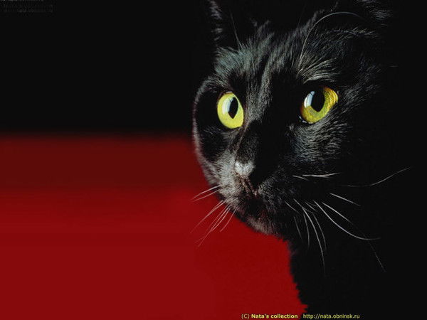 Венера Гайнетдинова