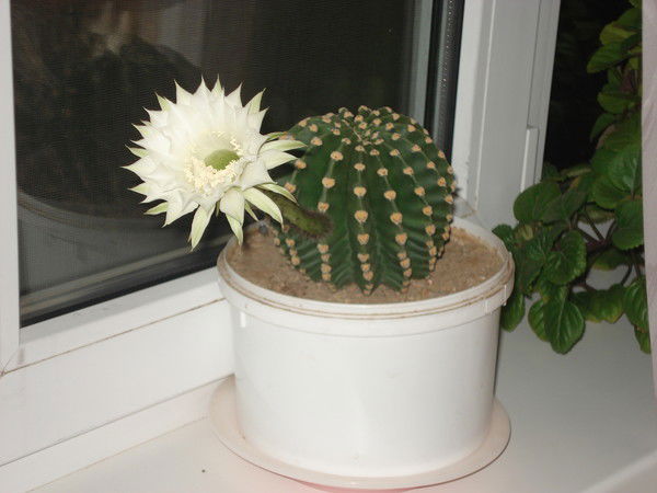 Александр Пак