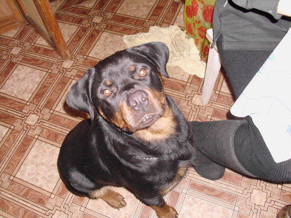 Максим Донской