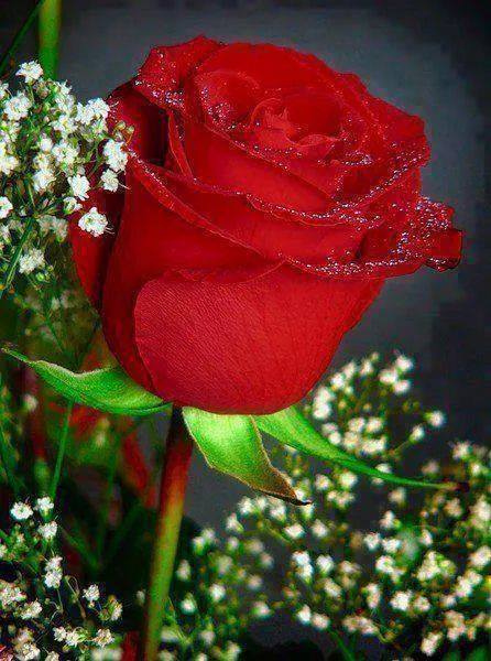 Husniya Xudayorxanova