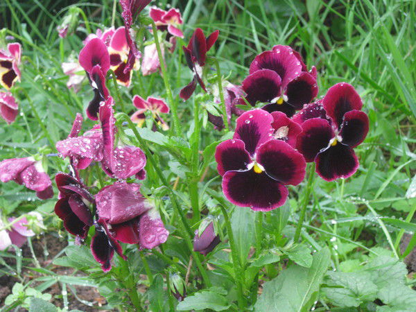 Ирина Базаева