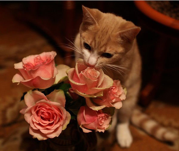 Мария Романова