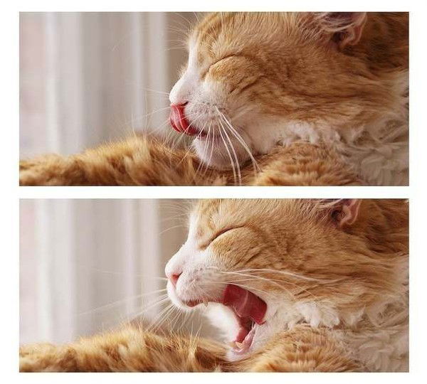 Вика Фокина