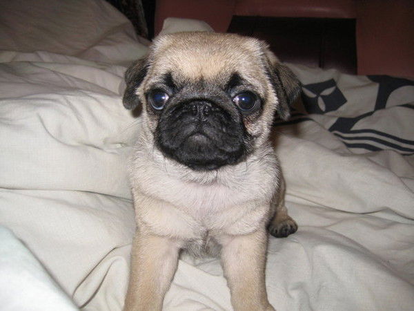 Галина Аникина