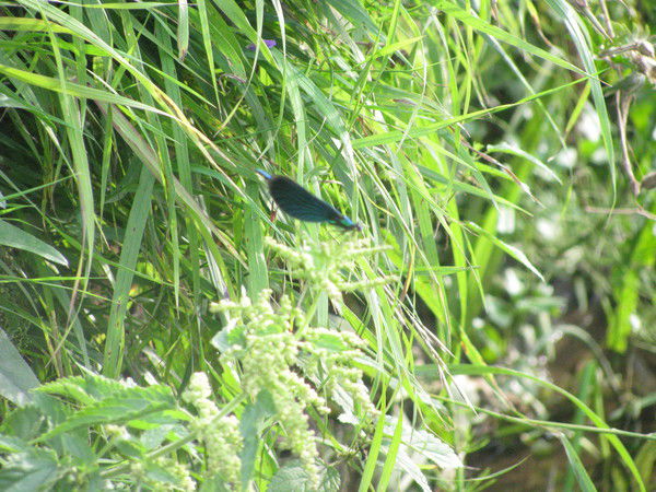 Надежда Муравьёва