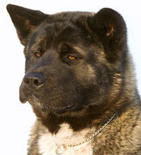 Игорь Холоденко