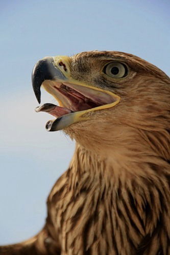 Михаил Нестеров