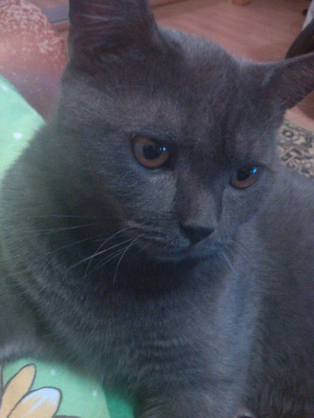 Светлана Фаршатова