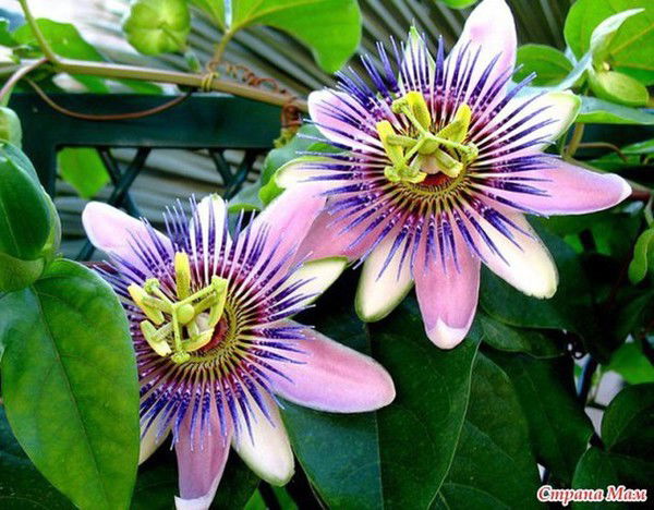 Оксана Игнатова