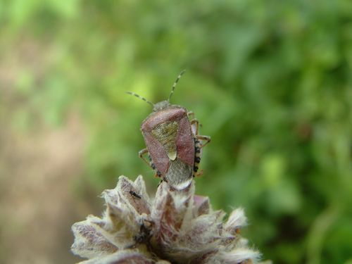 Павел Иванов