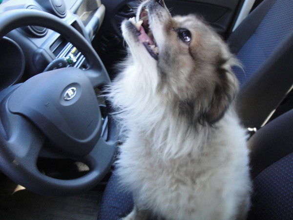 Светлана Мухина