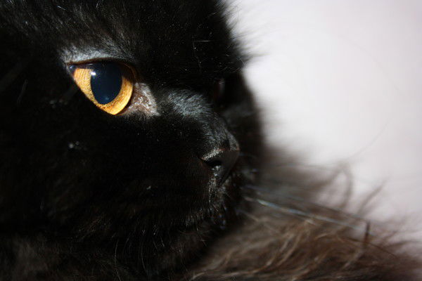 Елена Иваничкина