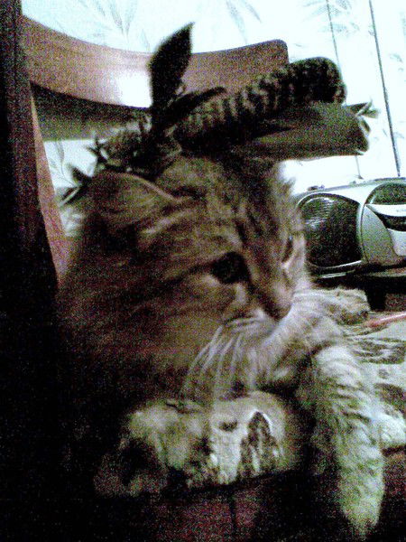 Елена Мунтяну