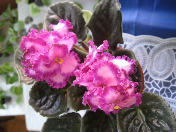 Наташа Канчина