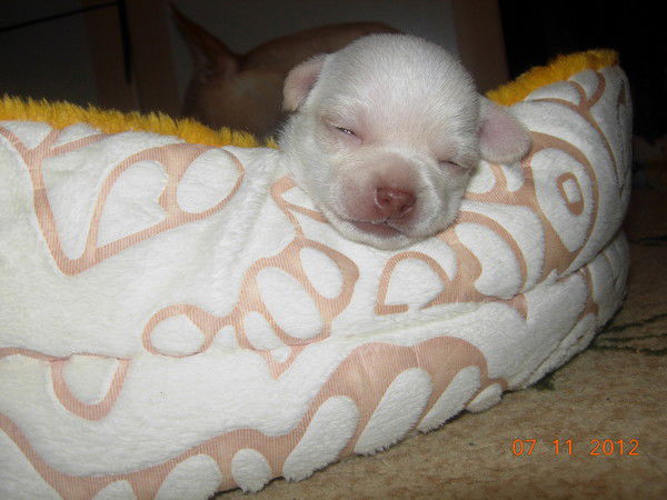 Ольга Данилова