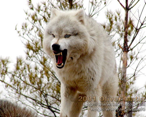 Михаил Дикон