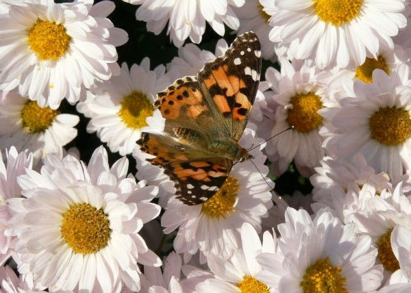 Ольга Выгонная