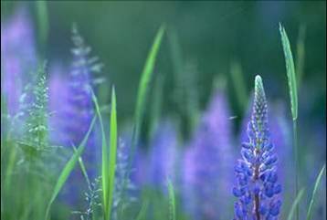 Гульсум Раева