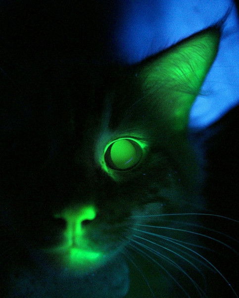 Гарри Одиночка